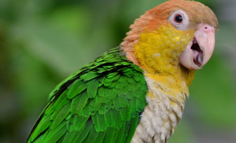 金頭凱克鸚鵡飼養