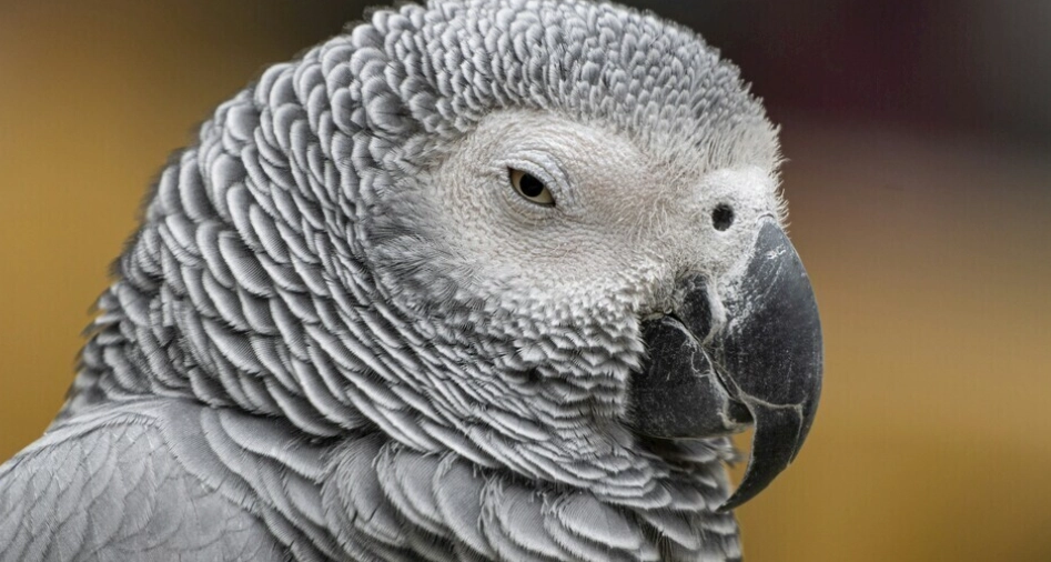 灰鸚鵡訓練