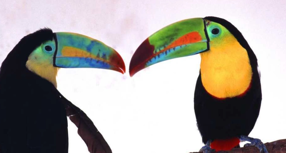 巨嘴鳥平均壽命