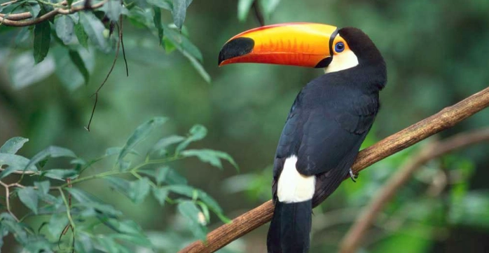 托哥巨嘴鳥 觀賞