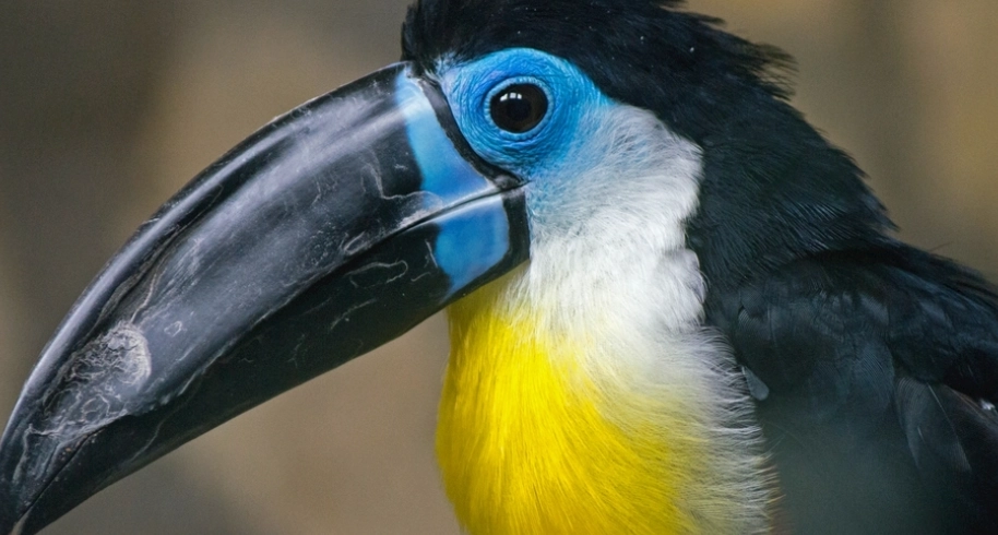 巨嘴鳥飼養方法