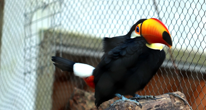 托哥巨嘴鳥 觀賞