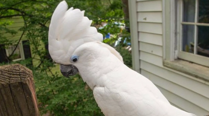 白色鸚鵡品種