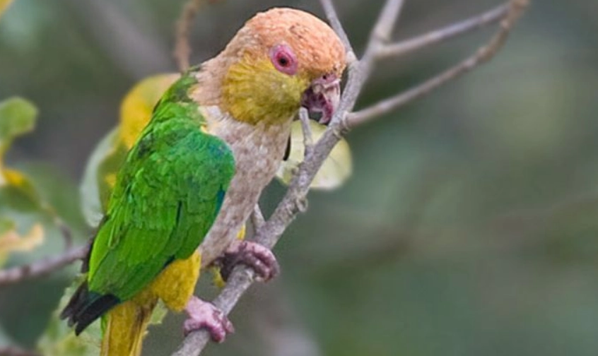 金頭凱克鸚鵡健康照護