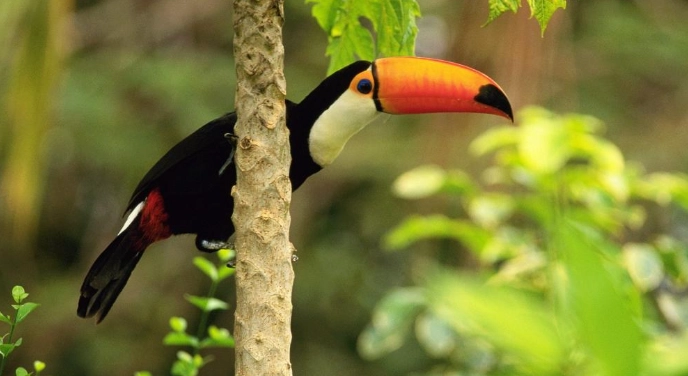 台北動物園 托哥巨嘴鳥