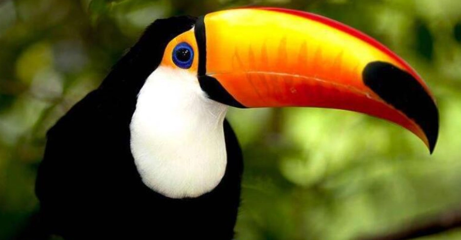 巨嘴鳥飼養方法