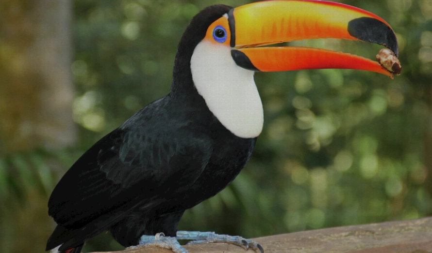 巨嘴鳥飼養方法