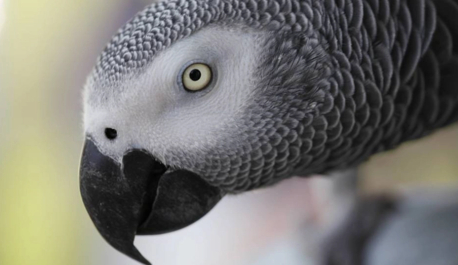 灰鸚鵡認養