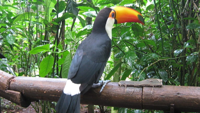 台北動物園 托哥巨嘴鳥