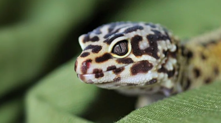 豹紋守宮健康照護