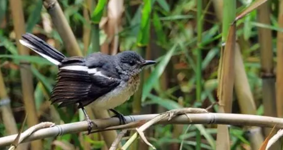撿到幼鳥怎麼辦