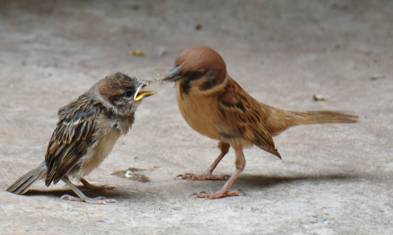 小麻雀死亡處理