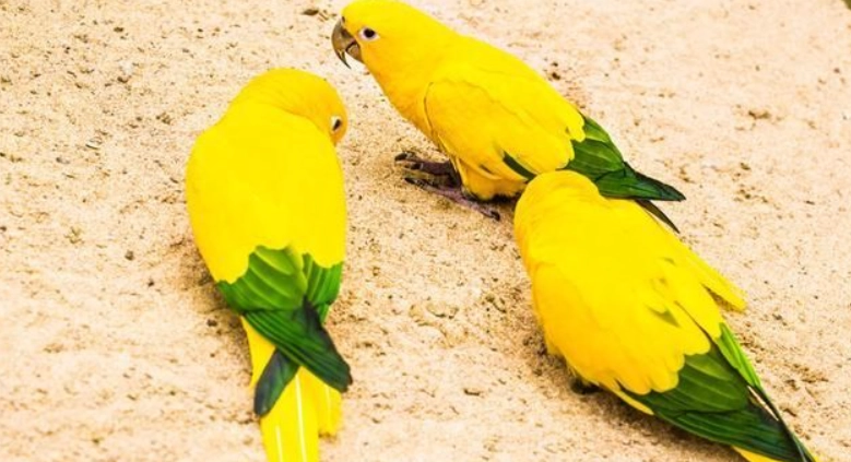 小太陽鸚鵡說話