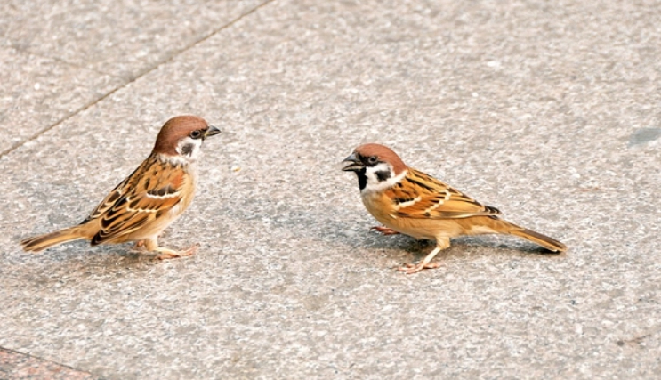 麻雀掉在地上怎麼辦