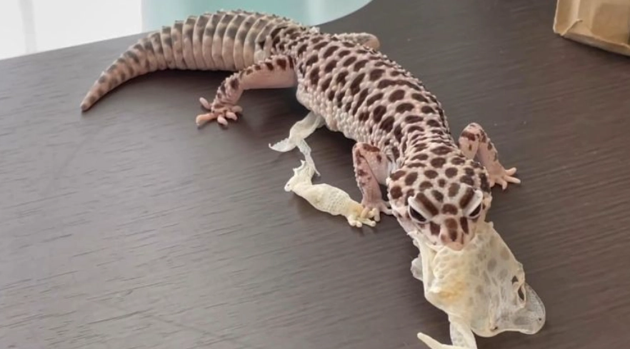 爬蟲類皮膚問題