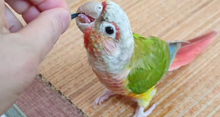 教小太陽鸚鵡說話