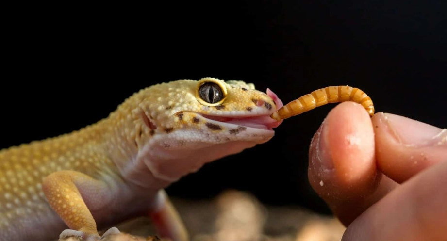 寵物蜥蜴照顧