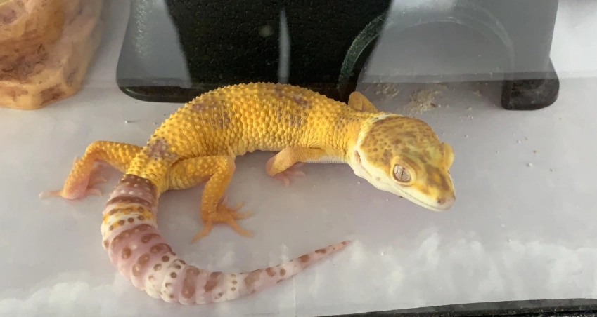 守宮脫皮不吃東西