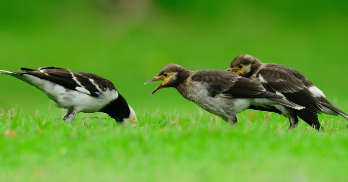 幼鳥嘔吐怎麼辦