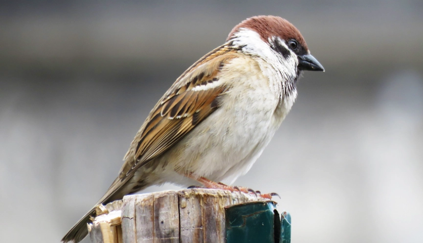 麻雀掉在地上怎麼辦