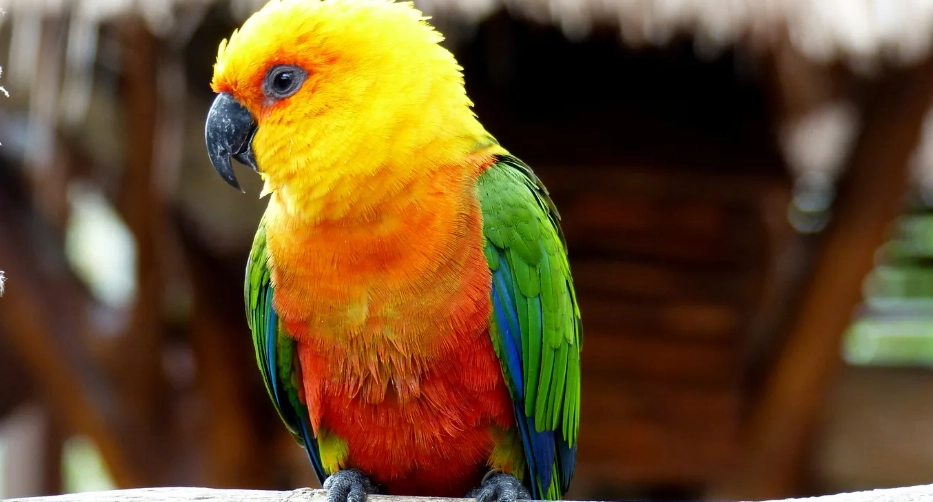 教小太陽鸚鵡說話