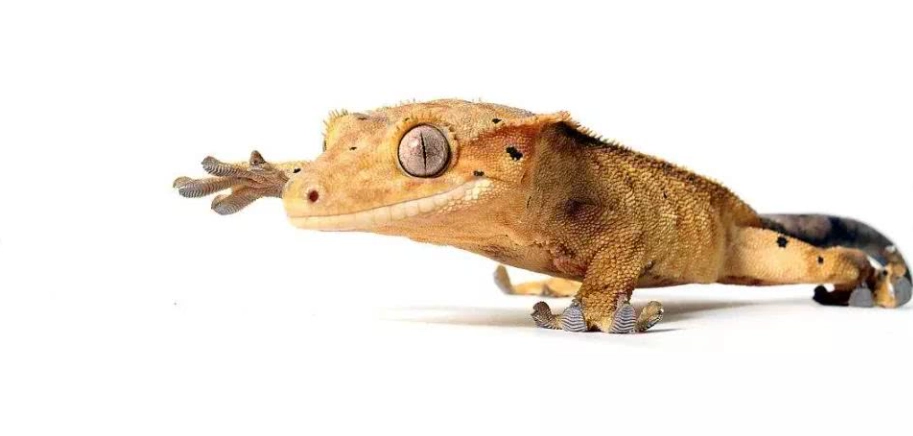 睫角守宮飼養溫度