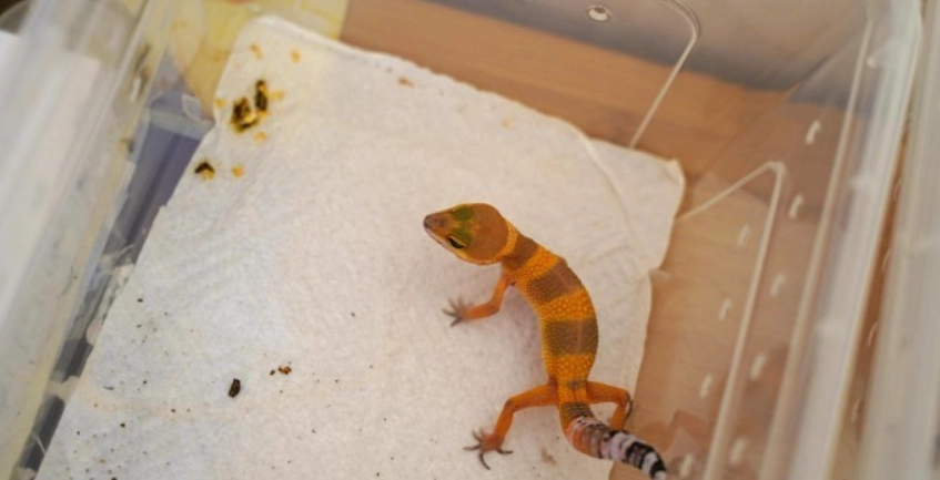 豹貓守宮飼養方法 豹貓守宮飼養方法