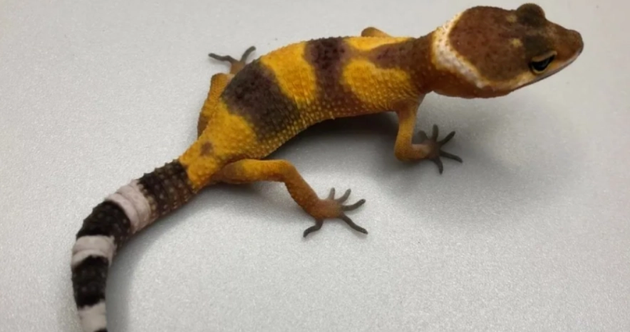 豹貓守宮飼養環境 豹貓守宮飼養環境