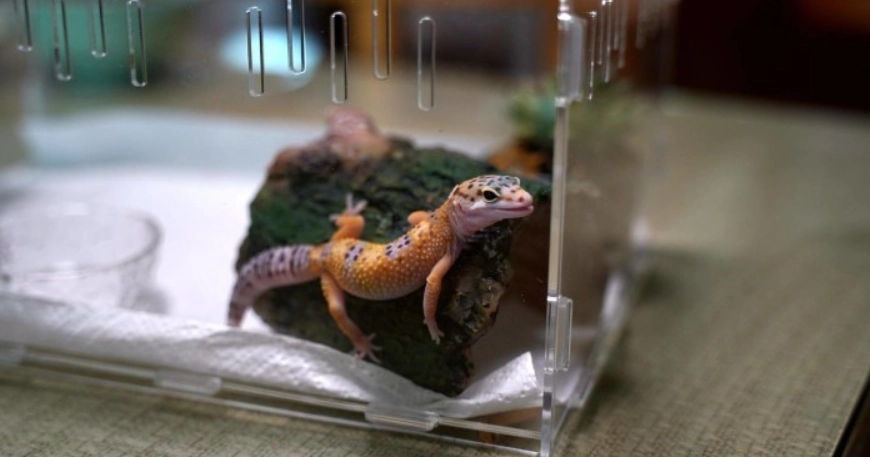 豹貓守宮飼養方法 豹貓守宮飼養方法