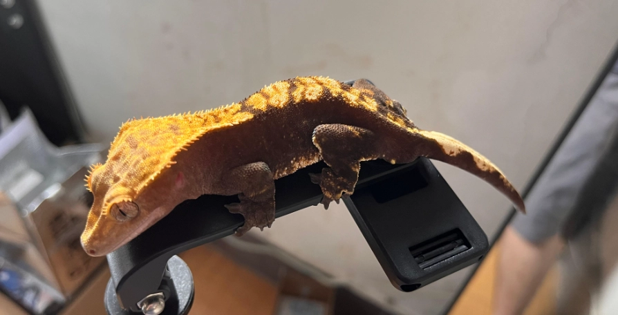 睫角守宮飼養溫度