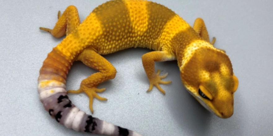 豹貓守宮飼養新手 豹貓守宮飼養新手