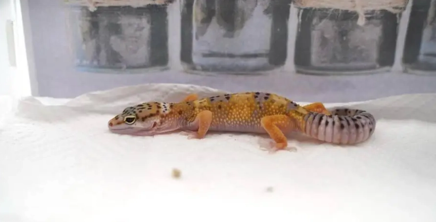 豹貓守宮飼養新手 豹貓守宮飼養新手