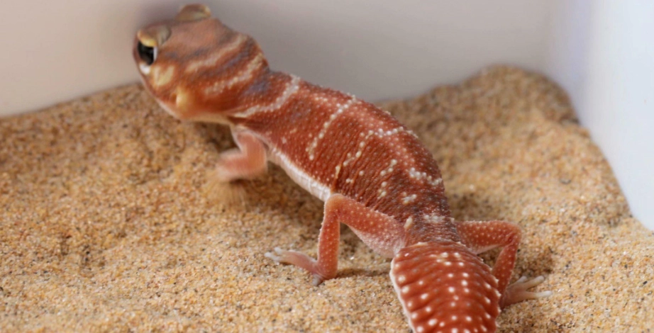 睫角守宮溫度控制