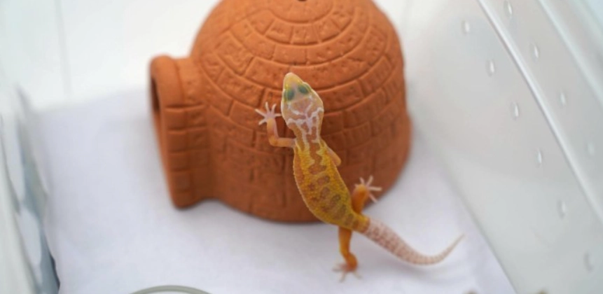 豹貓守宮飼養環境 豹貓守宮飼養環境