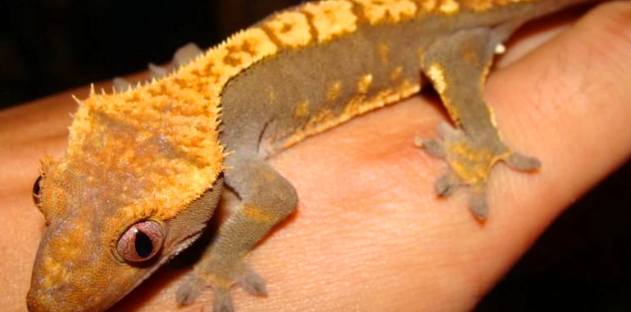 睫角守宮睡覺姿勢